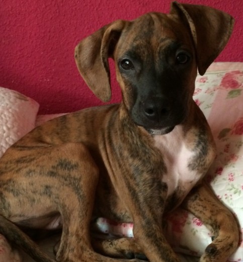 PERRITA GUAPA